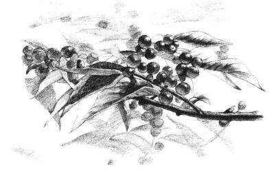 果园植物素描画法步骤12