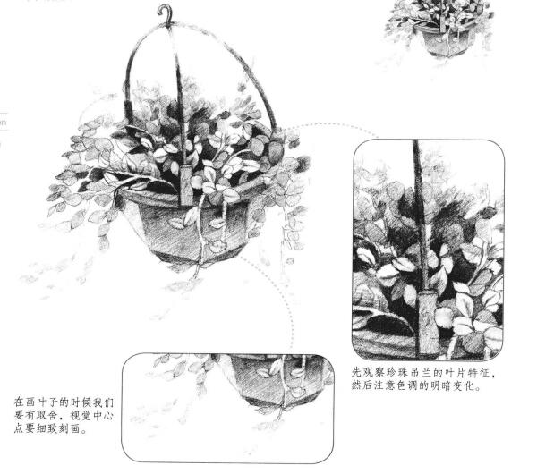 珍珠吊兰素描画法