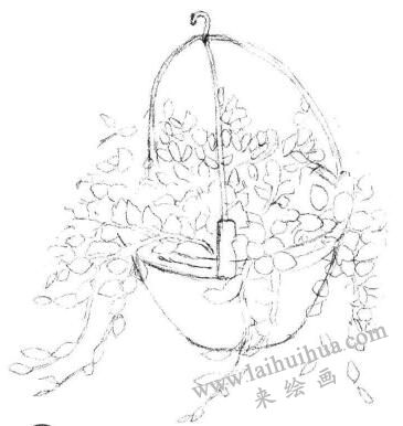 悬挂的珍珠吊兰素描画法步骤03