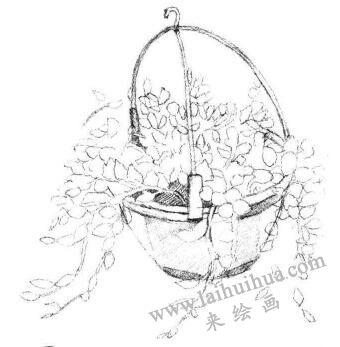 悬挂的珍珠吊兰素描画法步骤04