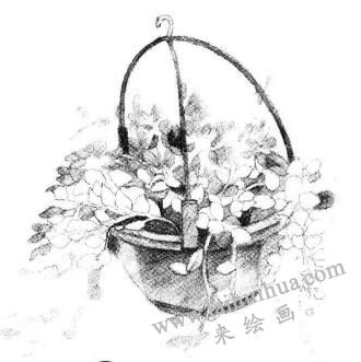 悬挂的珍珠吊兰素描画法步骤05