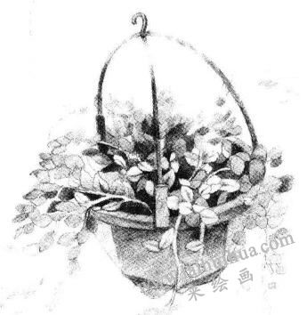 悬挂的珍珠吊兰素描画法步骤06
