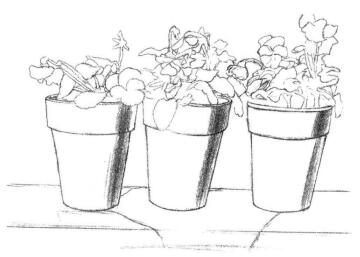 盆栽素描画法步骤02