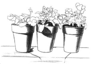 盆栽素描画法步骤04