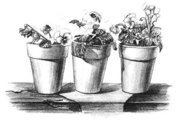 盆栽素描画法步骤09