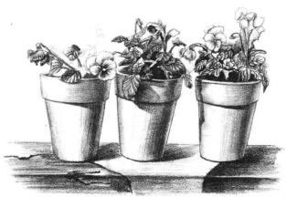 盆栽素描画法步骤10