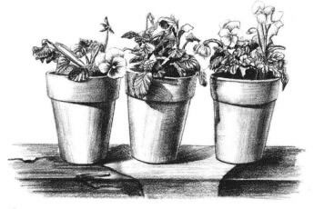 盆栽素描画法步骤11