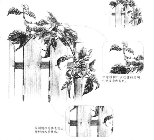 栅栏花藤的素描画法