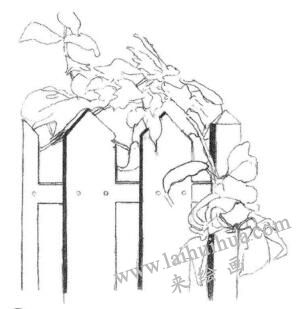 栅栏花藤的素描画法步骤02