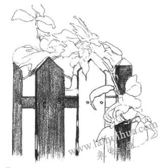 栅栏花藤的素描画法步骤03