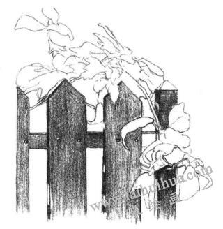 栅栏花藤的素描画法步骤04