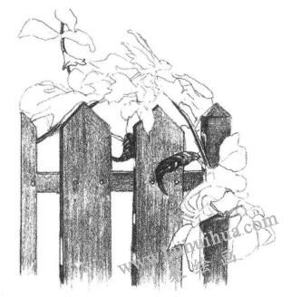 栅栏花藤的素描画法步骤05