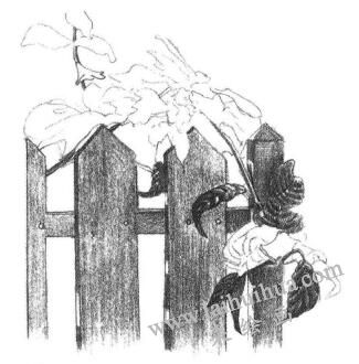 栅栏花藤的素描画法步骤06