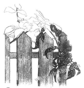 栅栏花藤的素描画法步骤07