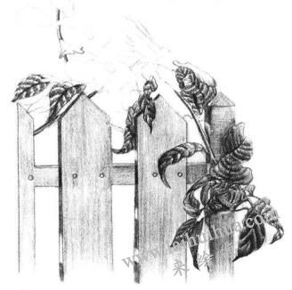 栅栏花藤的素描画法步骤08