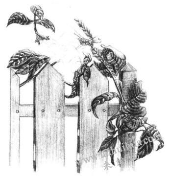 栅栏花藤的素描画法步骤09