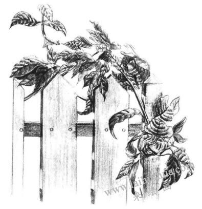 栅栏花藤的素描画法步骤11