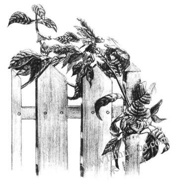 栅栏花藤的素描画法步骤10