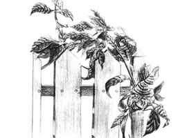 栅栏花藤的素描画法
