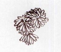 国画菊花的范画练习步骤01，范画三