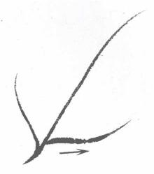 菊花叶子叶筋的勾法03