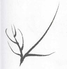 菊花叶子叶筋的勾法04
