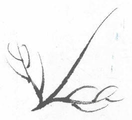 菊花叶子叶筋的勾法05