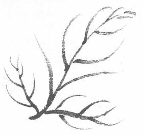 菊花叶子叶筋的勾法06