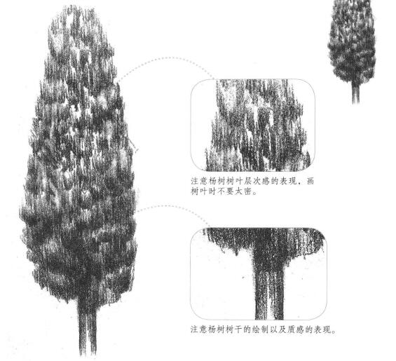 杨树的素描画法
