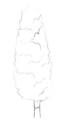 杨树的素描画法步骤01