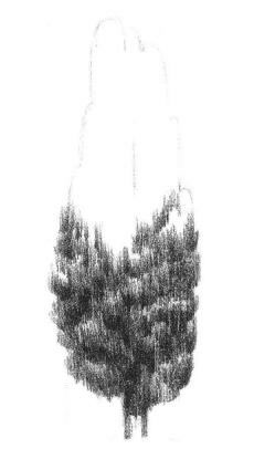 杨树的素描画法步骤02