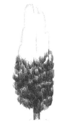 杨树的素描画法步骤03