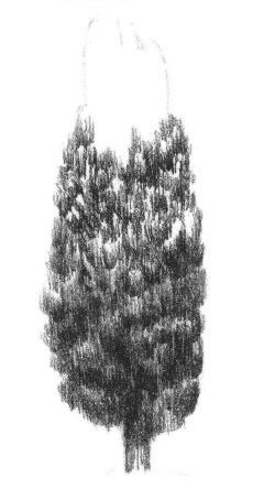 杨树的素描画法步骤04