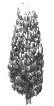 杨树的素描画法步骤05