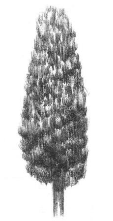 杨树的素描画法步骤06
