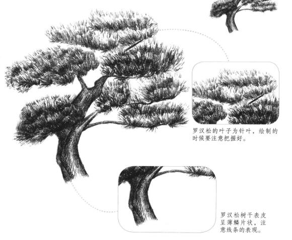 罗汉松素描画法