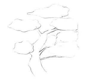 罗汉松素描画法步骤01
