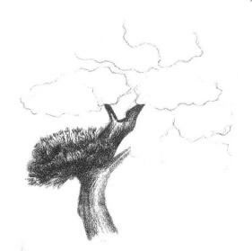 罗汉松素描画法步骤02