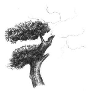 罗汉松素描画法步骤04