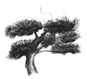 罗汉松素描画法步骤05