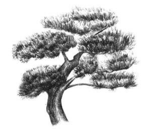 罗汉松素描画法步骤06