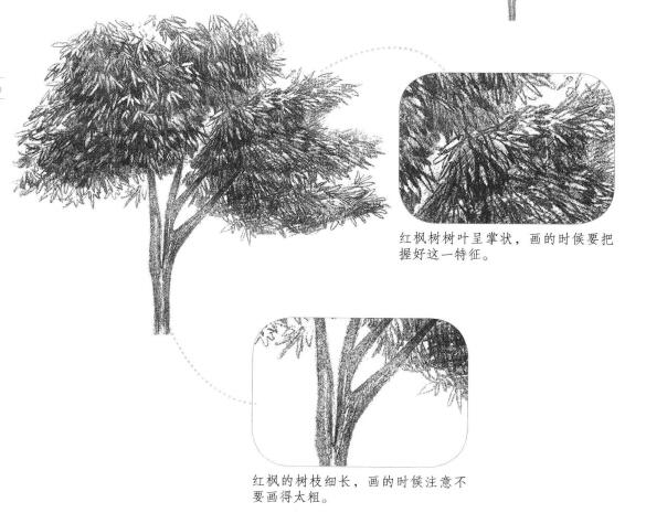 红枫素描画法
