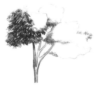 红枫素描画法步骤02