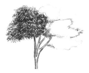 红枫素描画法步骤03