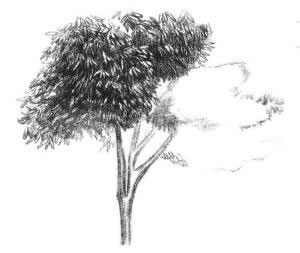 红枫素描画法步骤04