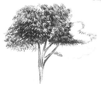 红枫素描画法步骤05