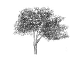 红枫素描画法