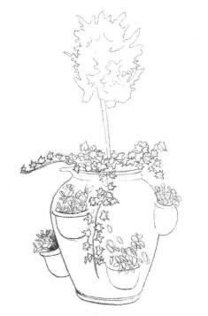 院内植物花卉素描画法步骤02