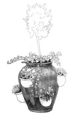 院内植物花卉素描画法步骤03