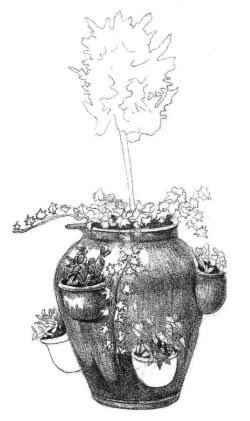 院内植物花卉素描画法步骤04